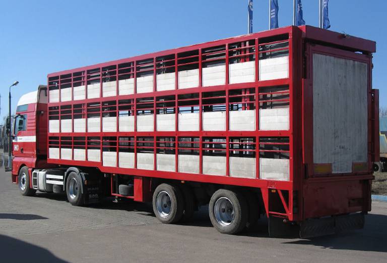 Перевозка крупного рогатого скота из Украина, Казачья Лопань в Россия, Казанская